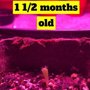 !Beginner Cactus Farmer!